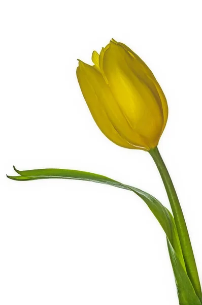 Gele bloemen tulip — Stockfoto