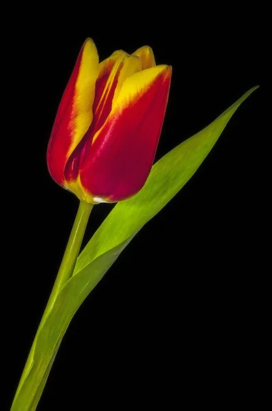 Een roodachtig gele tulp — Stockfoto