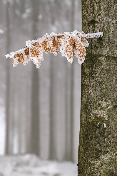 In een beukenbos — Stockfoto