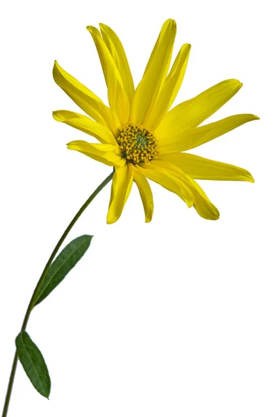 Květiny jerusalem artyčok — Stock fotografie