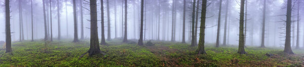 Panorama spring spruce forest with mist in the background