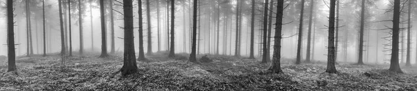 Wiosną świerkowego lasu — Zdjęcie stockowe