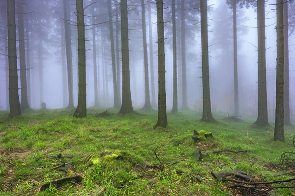 Spring spruce forest — Stock Photo, Image