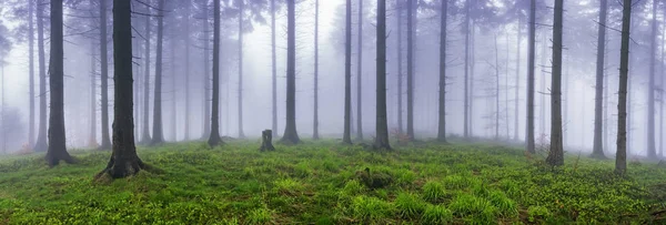 Forêt printanière d'épinettes — Photo