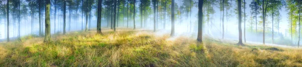 Panorama floresta de faia — Fotografia de Stock