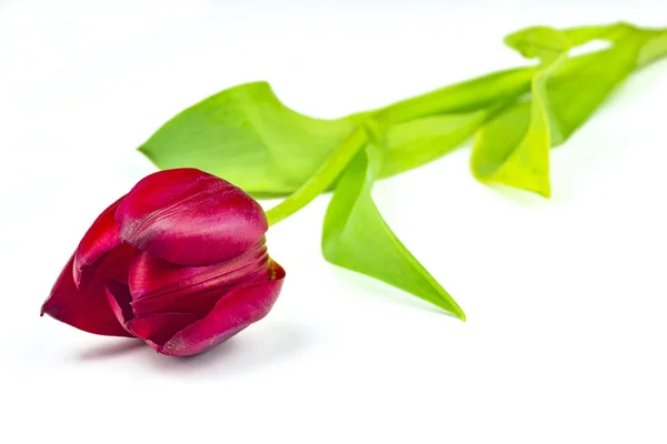Одна квітка тюльпана — стокове фото