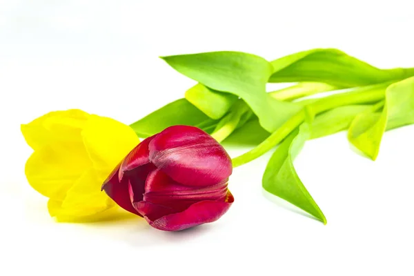 Twee bloem tulip — Stockfoto