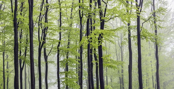 Panorama beech forest — Stock Photo, Image