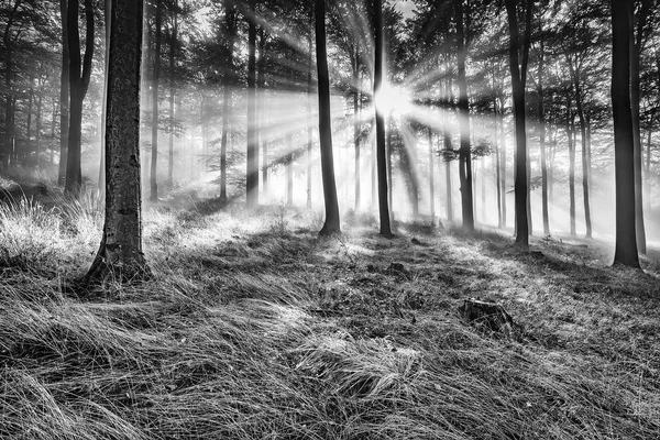 Буковые леса утром — стоковое фото