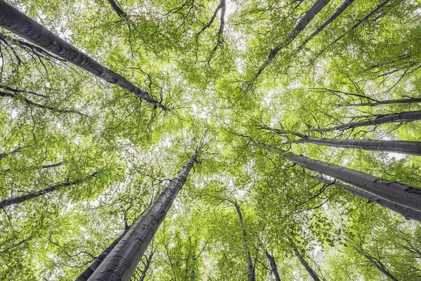 Våren tree crown — Stockfoto