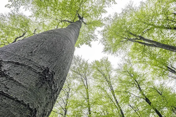 Corona albero primaverile — Foto Stock