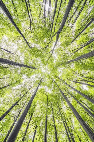 Våren tree crown — Stockfoto