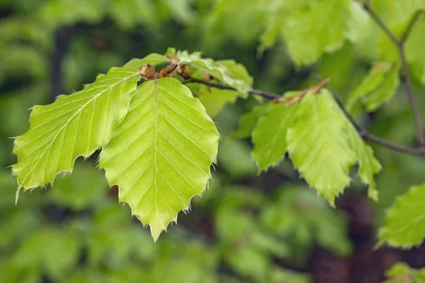 Beech spring leaves — Stock Photo, Image