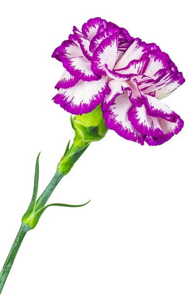 Flower of the carnation — Stock Photo, Image