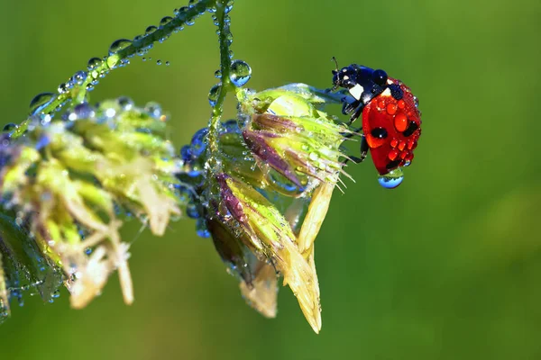 Ladybird on a stem — Stock Photo, Image