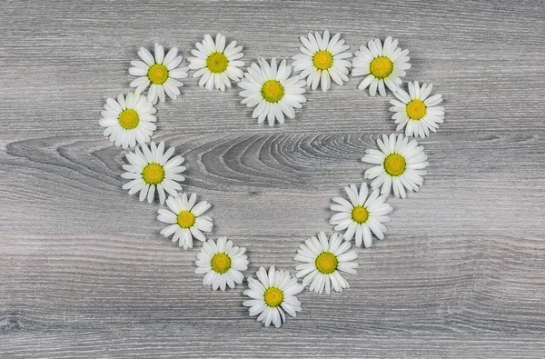 Fleurs de marguerites en forme de coeur — Photo