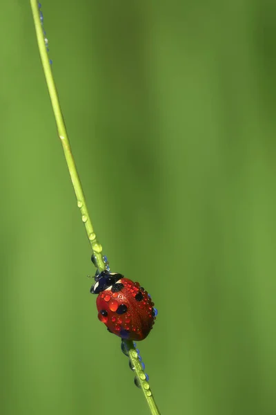 Coccinella su un gambo — Foto Stock