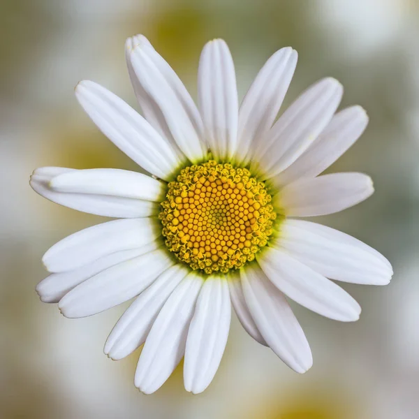 Ένα λουλούδι ανθίζει μαργαρίτες — Φωτογραφία Αρχείου