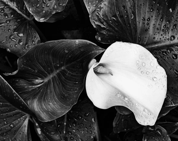 Zantedeschia aethiopica flower — Stock Photo, Image
