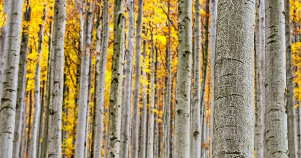 Floresta de faia de outono — Fotografia de Stock