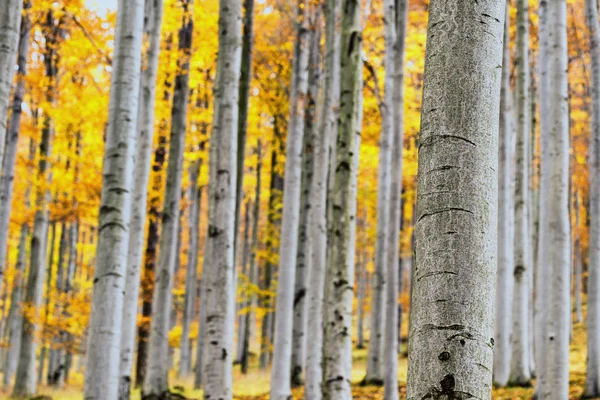 Bosque de haya de otoño —  Fotos de Stock