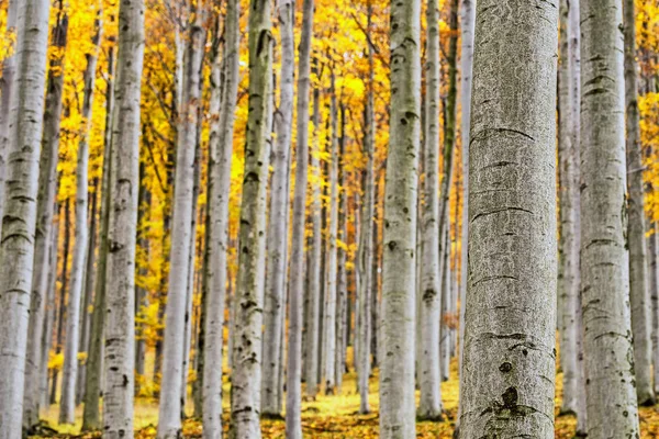 Bosque de haya de otoño —  Fotos de Stock