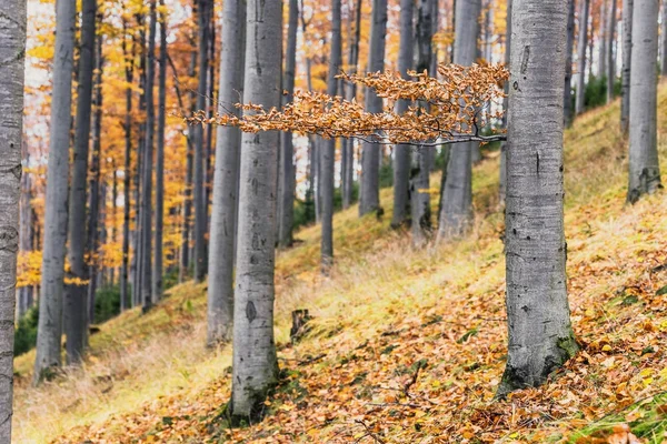 Autumn beech forest — Stock Photo, Image