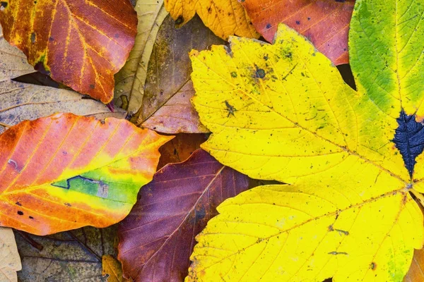 Différents types de feuilles d'automne — Photo