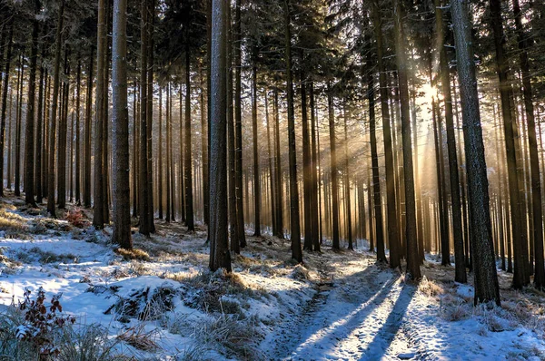 Floresta de abeto de inverno — Fotografia de Stock