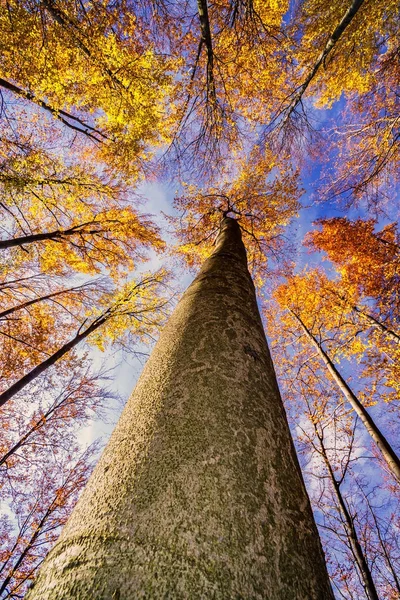 Herbstbaumkrone Stockfoto