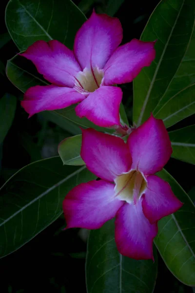 Dva Adenium květ — Stock fotografie