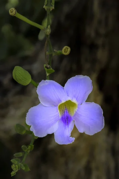 青蘭の花 — ストック写真