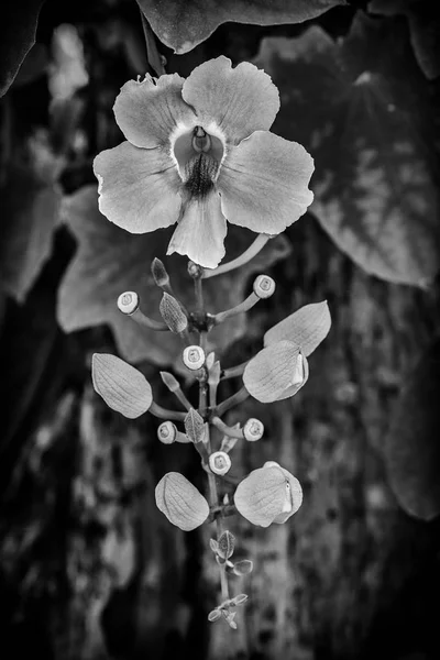 One orchid flower — Stock Photo, Image