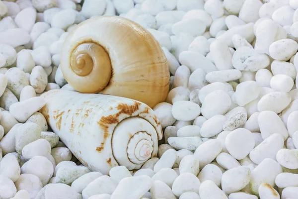Two sea shells — Stock Photo, Image