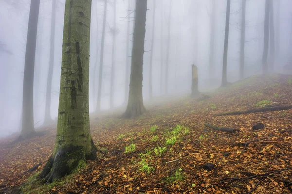 Spring beech forest — Stock Photo, Image