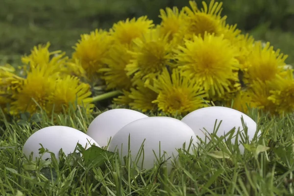 Weiße Eier im Gras — Stockfoto