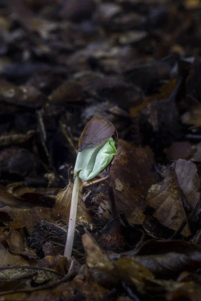 Graines de hêtre en croissance — Photo