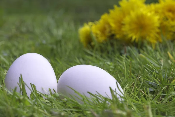 Uitzicht Pasen Witte Eieren Liggend Het Gras Een Achtergrond Met — Stockfoto