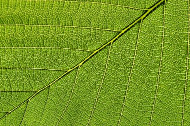 Bir yaprak makro görünümü