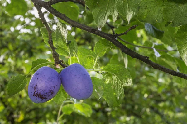 Twee pruimen op de boom — Stockfoto