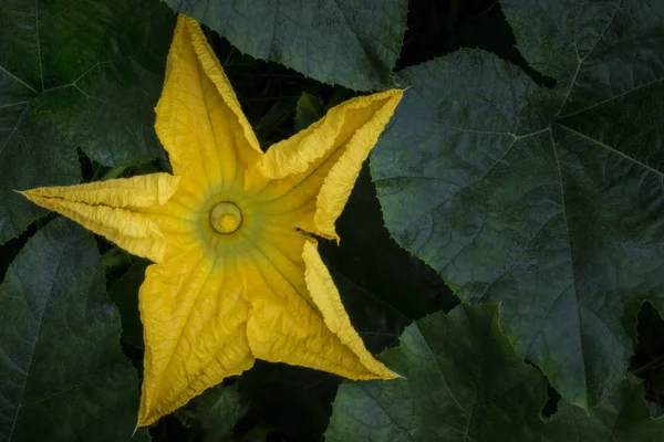 Una flor de calabaza — Foto de Stock