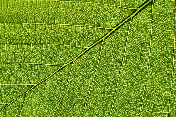 View Macro One Leaf — Stock Photo, Image