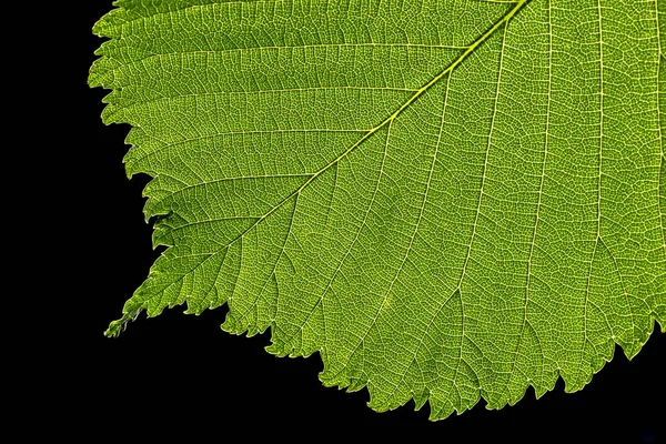 黒の背景に一枚の葉のマクロの表示 — ストック写真