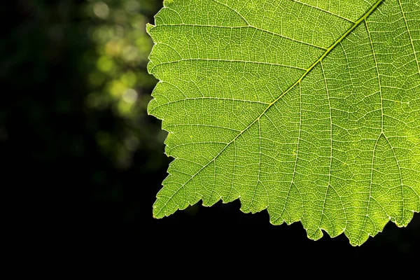 Makro av ett blad — Stockfoto