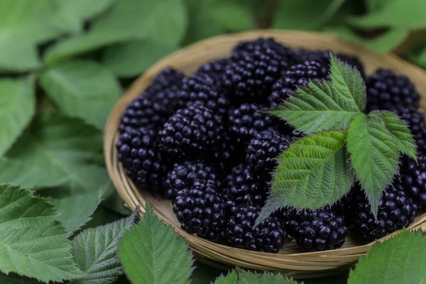 Cesta de mimbre llena de moras —  Fotos de Stock