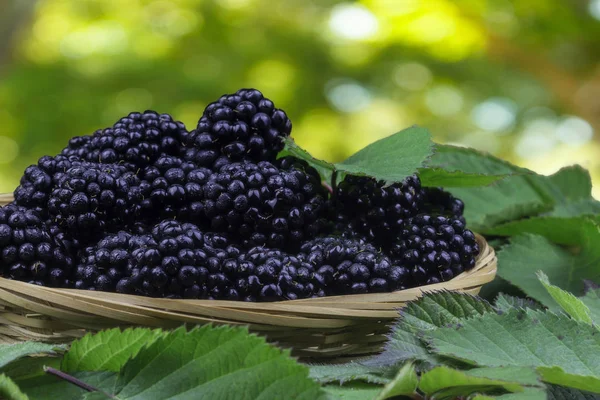 Cesta de mimbre llena de moras — Foto de Stock