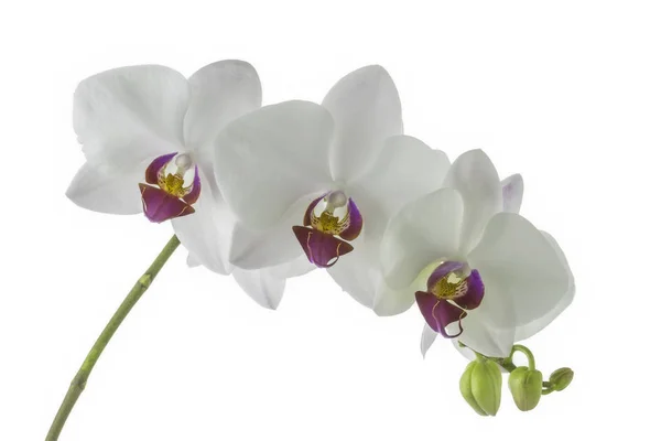 Orchidee da fiore — Foto Stock