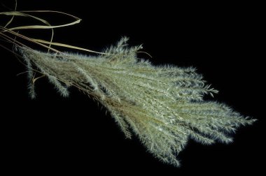 Kuru ot yığın siyah bir zemin üzerine