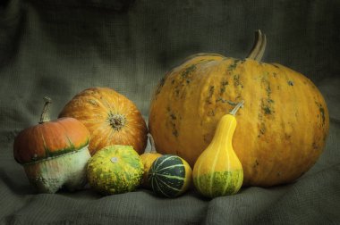 Bir grup farklı kabaklar