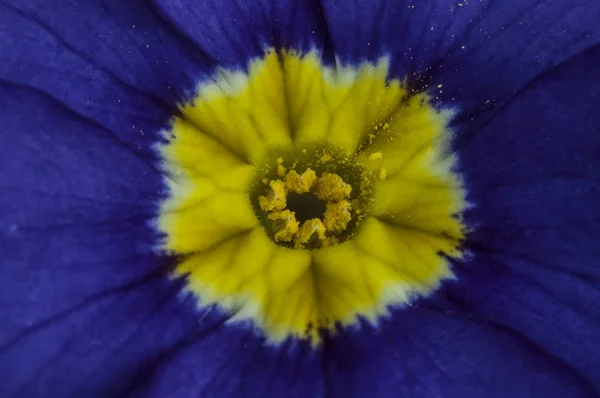 La flor de Viola —  Fotos de Stock